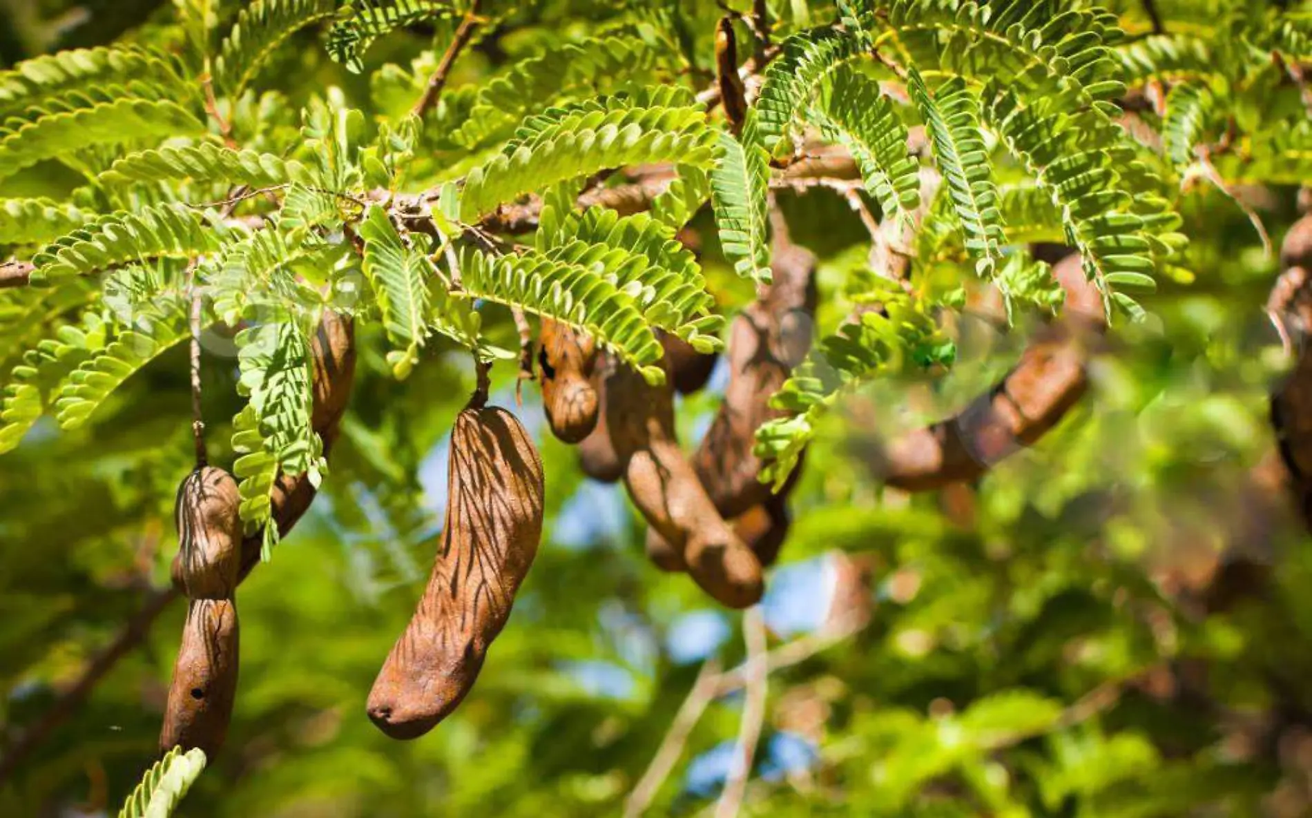 Tamarindo, una fruta que ayuda a la economía familiar 